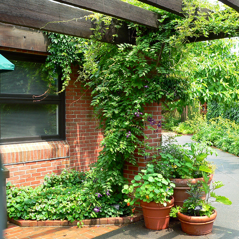 A green vine growing up a red brick pillar with three large pots of plants and flowers around the base of the pillar..