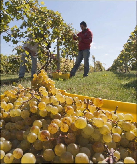 Harvesting grapes on a vineyard
