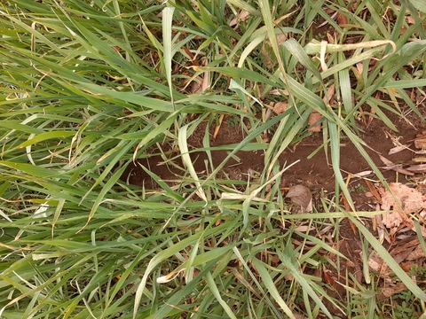 A U-shaped trench winds through a thick oat and hairy vetch canopy.