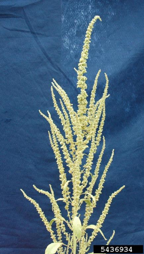 Waterhemp’s flowering structure near the top of the plant and at the tips of branches. 