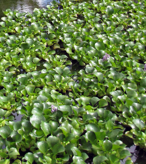 cluster of water hyacinth on pond