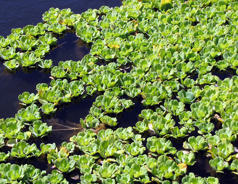 cluster of water lettuce on pond