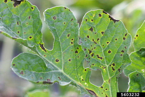 A green watermelon leaf dark spots caused by anthracnose.