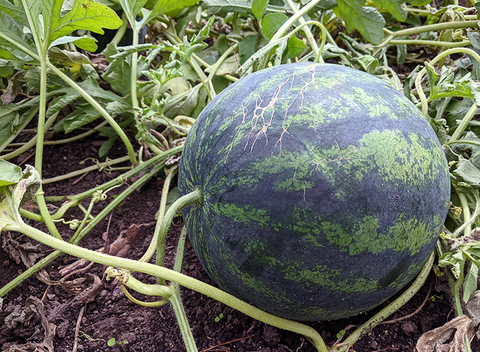 Melon growing in soil. The tendril near the point where the melon attaches to the stem is light yellow and curly.