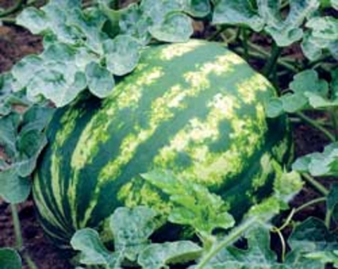large green watermelon with lighter colored green strips on vine laying in field