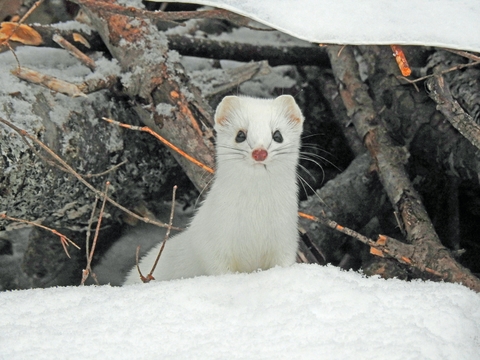 A white weasel in the snow
