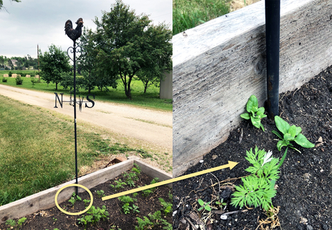 A weather vane in a vegetable garden and small plants below. A yellow circle is around the plants and an arrow points from the circle to the adjacent picture, showing a close-up of bird droppings on carrot greens.