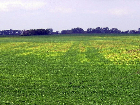 Green wheel tracks through an  iron chlorosis-affected area of a soybean field.