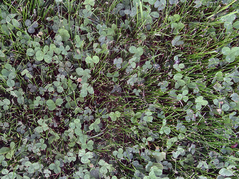 Close up of a lawn with blades of grass and clover leaves.