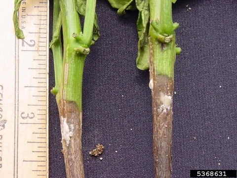 Two stems infected by white mold