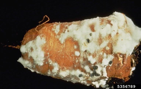 Carrot infected by white mold.
