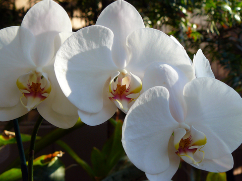 Three white orchid flowers with dark pink centers on a plant.