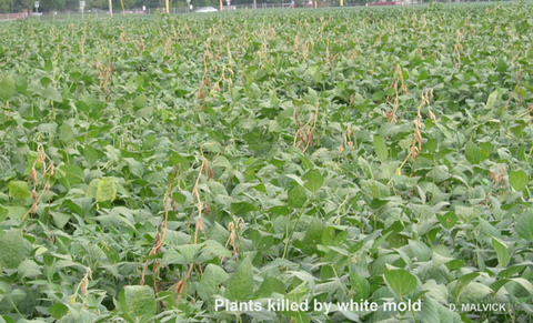 soybean crop with brown, dead, wilted plants among the green plants.
