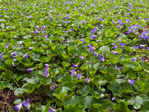 A lawn full of heart-shaped green leaves and small purple-blue flowers.