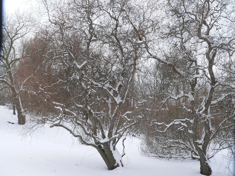 Small grey trees with twisted vertical branches against a snowy woodland area.
