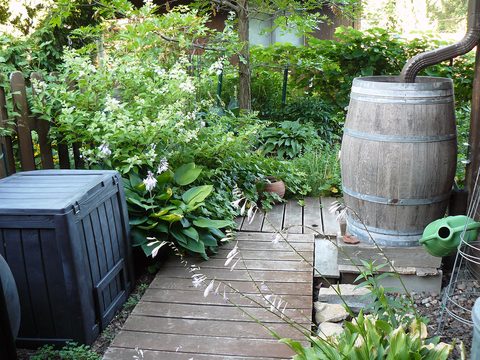 Wooden rain barrel under a downspout in a back yard corner with fence and shrubs.