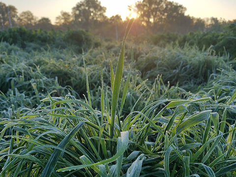 Winter rye grass in a horse pasture covered with frost.