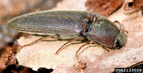 adult wireworm also known as a click beetle on a dried leaf.