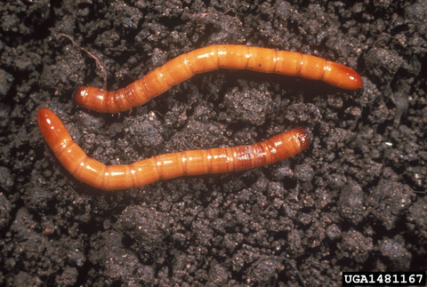 lender wireworm larvae on soil.