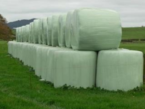 Green colored stacks of bale
