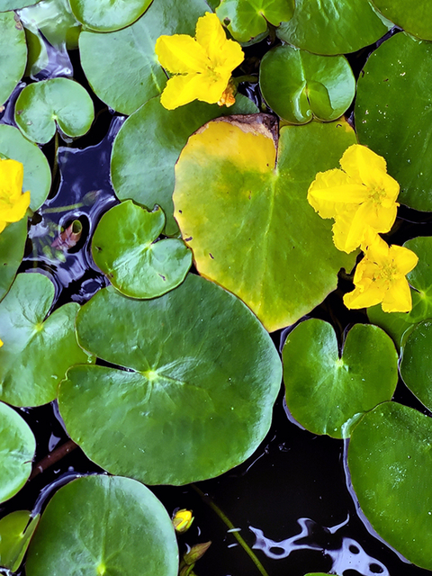 Green, heart-shaped leaves with severl yellow flowers floating in water.