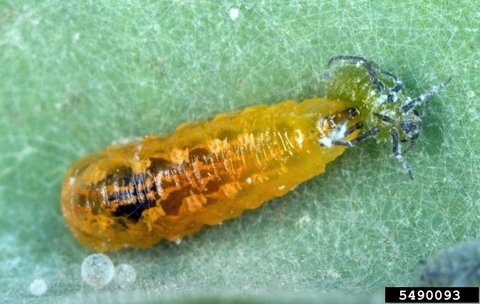 A yellow syrphid fly larvae feeding on an aphid.