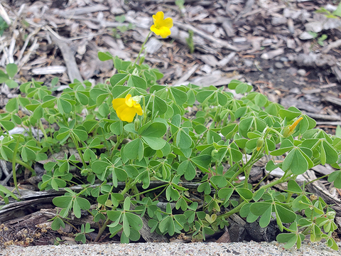 A plant with heart-shaped, trefoil leaves and five-petaled yellow flowers has droopy leaves.