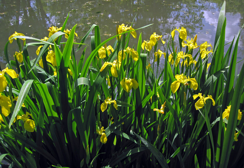 grouping of yellow iris plants next to a pond
