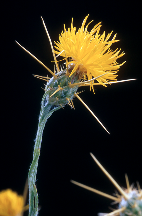 single yellow starthistle flower