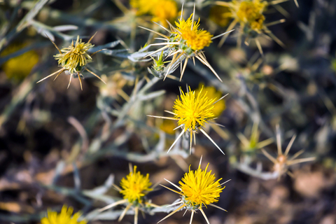 close up of many yellow starthistle flowers