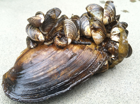 Zebra mussels. Image: Megan M. Weber. 