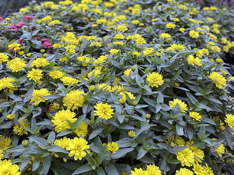 Large cluster of yellow zinnias in a garden.