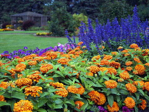 A group of orange zinnias in the foreground with other flowers and a garden lawn stretching behind them.