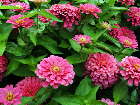 Close up of bright pink zinnias growing in a garden.