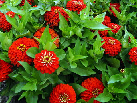 Cluster of bright red zinnias in a garden.