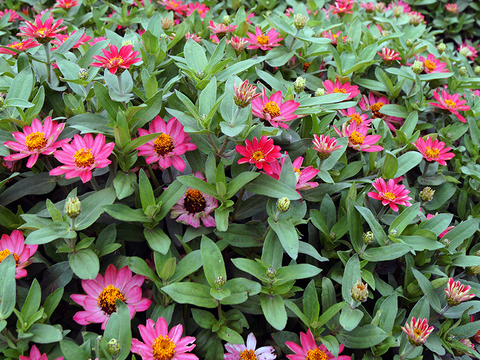 A  large cluster of pink zinnias growing outside.