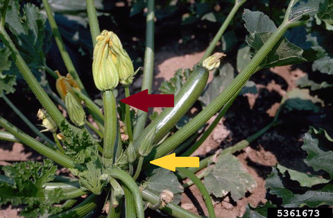 A maroon arrow points to a female zucchini flower with a thick fruit developing, and a yellow arrow points to a male flower that has a stem but no fruit on a zucchini plant in a garden.