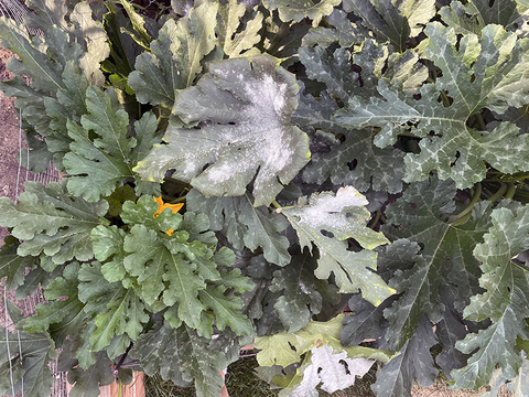 Zucchini plants with powdery mildew on several of the leaves.