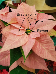 Pink leaves of a poinsettia plant