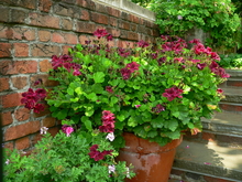 A glazed, brown planter with magenta flowers and deep green leaves