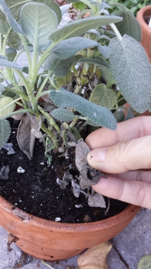 Dead, brown leaves being removed from the soil of a healthy potted plant