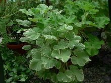 Several green leaves with white edges