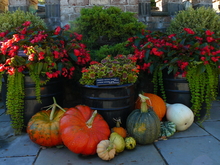 Geranium plant with red and green leaves in a black planter flanked by two planters with red begonias. A variety of orange, green, yellow and white pumpkins are seen on the ground in front of the geranium planter.