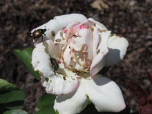 Rose with holes in petals and two Japanese beetles crawling on it.