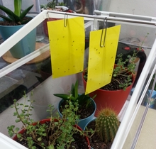 Two yellow sticky cards hung above some green plants. Tiny, black flies can be seen trapped on them.