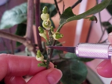 A blade being used to scrape off tiny white scales on a green stem