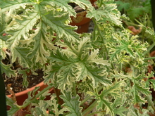 Segmented, green-white leaves of a geranium plant