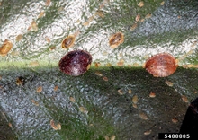 Oval, brown deposits of different sizes on a shiny green leaf