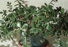 Powdery white residue seen on numerous shiny jade leaves