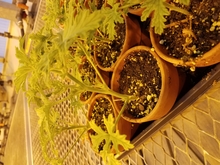 Tiny geranium saplings in small brown pots